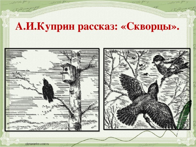 А.И.Куприн рассказ: «Скворцы».