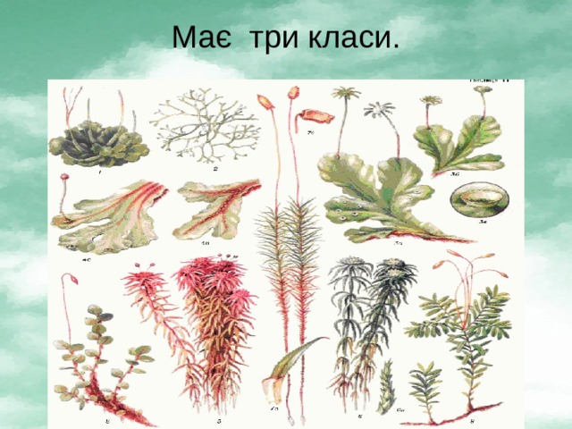 Має три класи. 