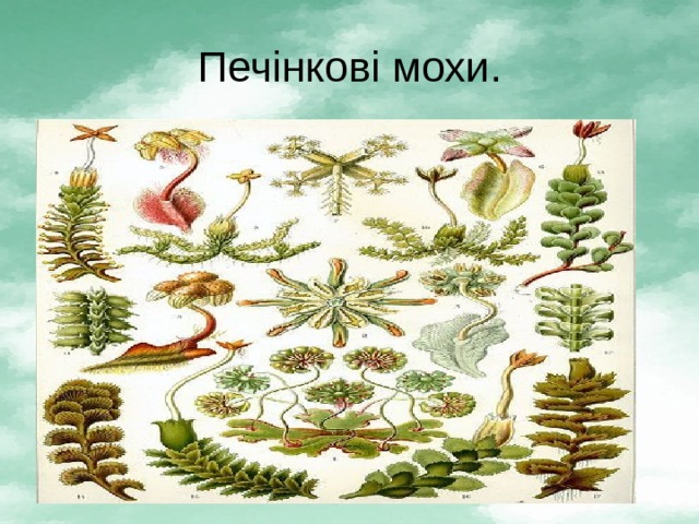 Печінкові мохи. 