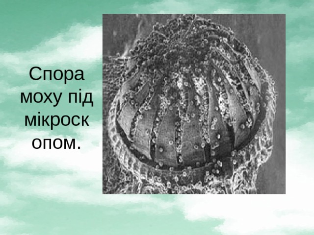Спора моху під мікроскопом. 