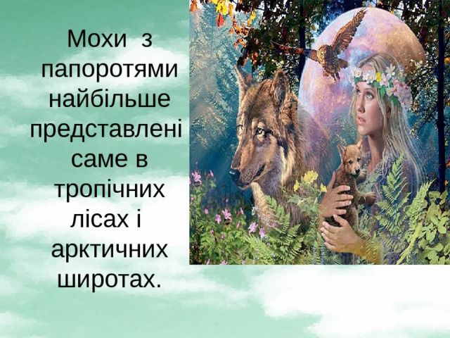 Мохи з папоротями найбільше представлені саме в тропічних лісах і арктичних широтах. 