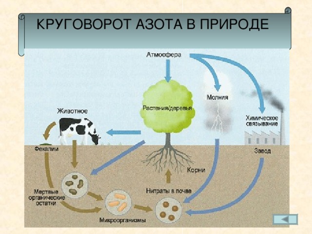 КРУГОВОРОТ АЗОТА В ПРИРОДЕ 