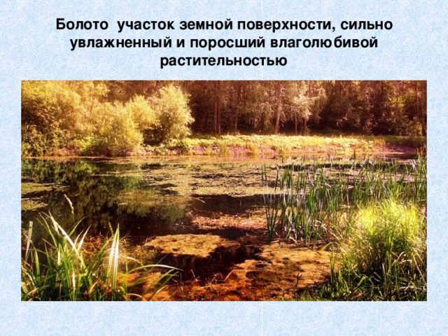 Болото участок земной поверхности, сильно увлажненный и поросший влаголюбивой растительностью