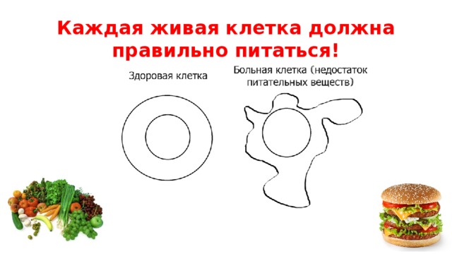 Каждая живая клетка должна правильно питаться! 