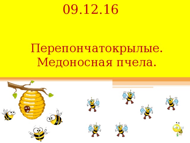 09.12.16 Перепончатокрылые.  Медоносная пчела. 