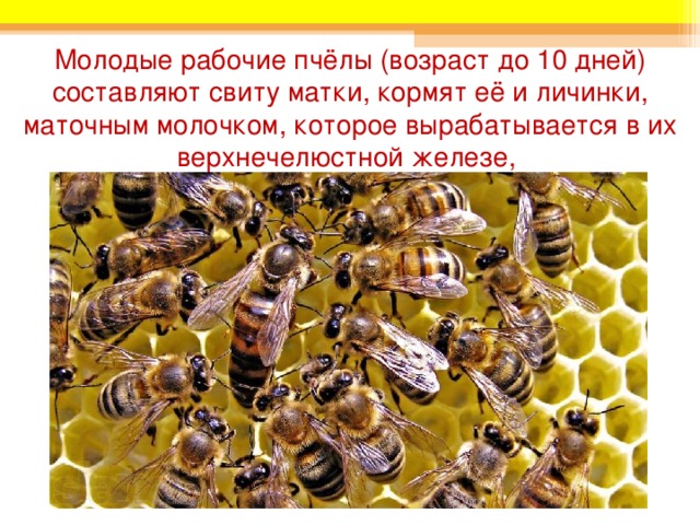 Молодые рабочие пчёлы (возраст до 10 дней) составляют свиту матки, кормят её и личинки, маточным молочком, которое вырабатывается в их верхнечелюстной железе,   