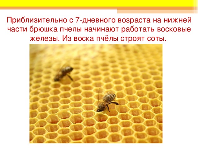 Приблизительно с 7-дневного возраста на нижней части брюшка пчелы начинают работать восковые железы. Из воска пчёлы строят соты. 