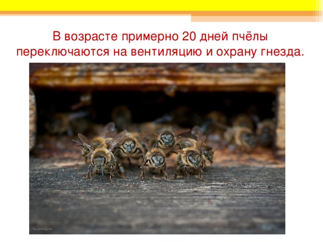 В возрасте примерно 20 дней пчёлы переключаются на вентиляцию и охрану гнезда. 