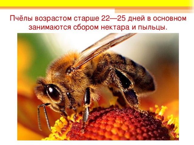 Пчёлы возрастом старше 22—25 дней в основном занимаются сбором нектара и пыльцы. 