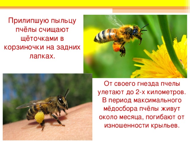 Прилипшую пыльцу пчёлы счищают щёточками в корзиночки на задних лапках. От своего гнезда пчелы улетают до 2-х километров. В период максимального мёдосбора пчёлы живут около месяца, погибают от изношенности крыльев. 