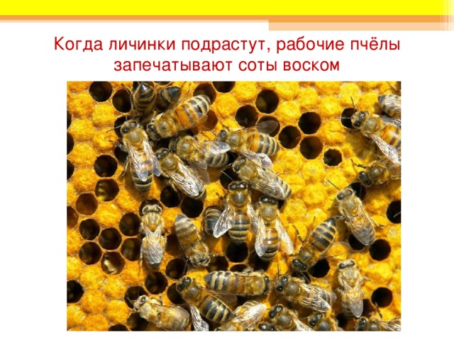Когда личинки подрастут, рабочие пчёлы запечатывают соты воском 