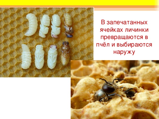 В запечатанных ячейках личинки превращаются в пчёл и выбираются наружу 