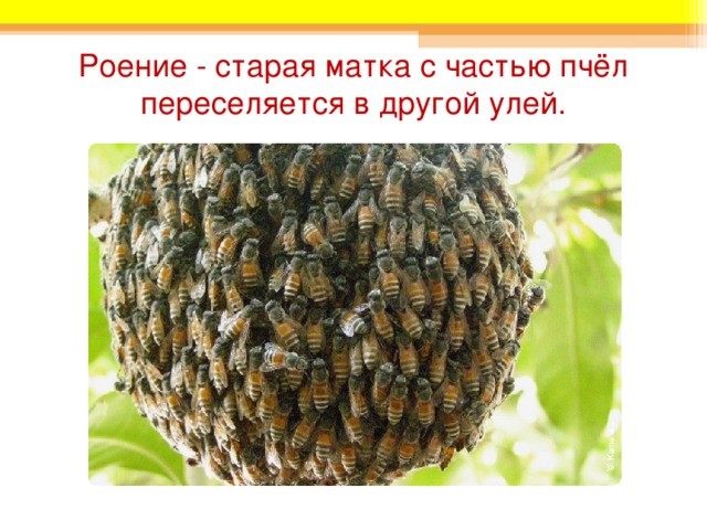 Роение - старая матка с частью пчёл переселяется в другой улей. 