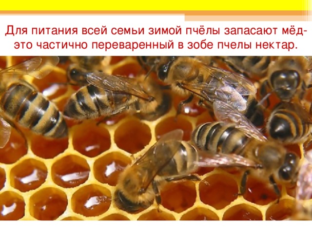 Для питания всей семьи зимой пчёлы запасают мёд- это частично переваренный в зобе пчелы нектар. 