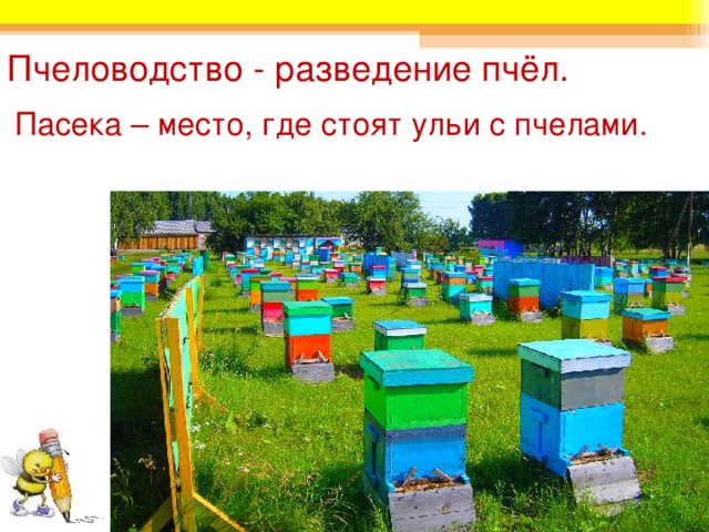 Пчеловодство - разведение пчёл. Пасека – место, где стоят ульи с пчелами. 