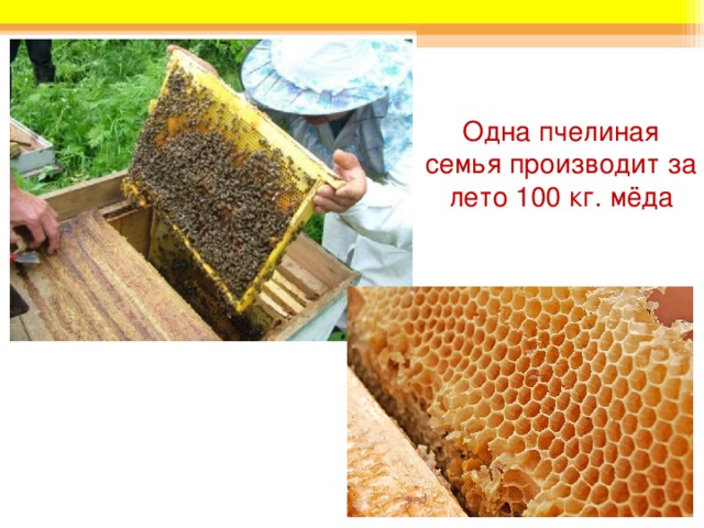 Одна пчелиная семья производит за лето 100 кг. мёда 