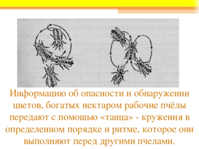 Информацию об опасности и обнаружении цветов, богатых нектаром рабочие пчёлы передают с помощью «танца» - кружения в определенном порядке и ритме, которое они выполняют перед другими пчелами. 