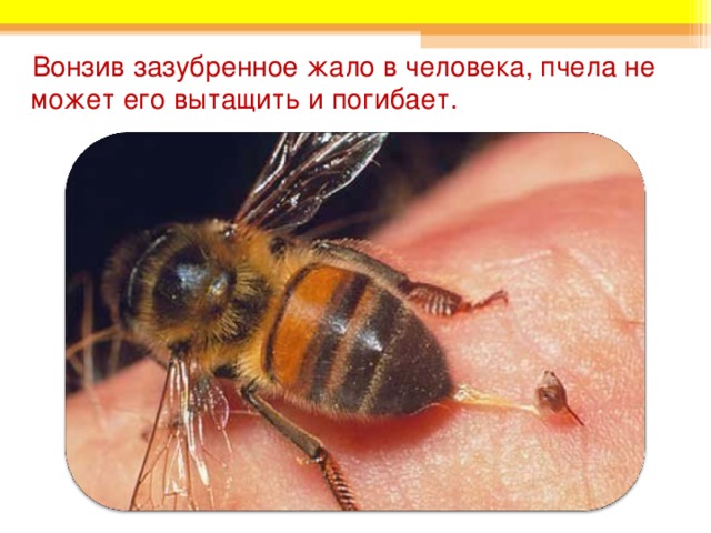 Вонзив зазубренное жало в человека, пчела не может его вытащить и погибает.  