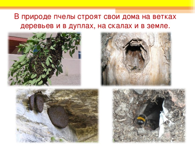 В природе пчелы строят свои дома на ветках деревьев и в дуплах, на скалах и в земле. 