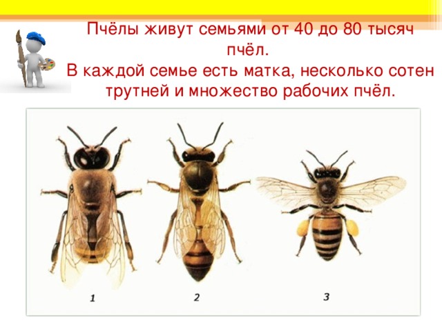 Пчёлы живут семьями от 40 до 80 тысяч пчёл.  В каждой семье есть матка, несколько сотен трутней и множество рабочих пчёл. 