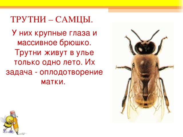 ТРУТНИ – САМЦЫ. У них крупные глаза и массивное брюшко. Трутни живут в улье только одно лето. Их задача - оплодотворение матки. 