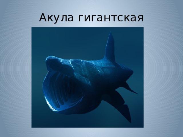 Акула гигантская 