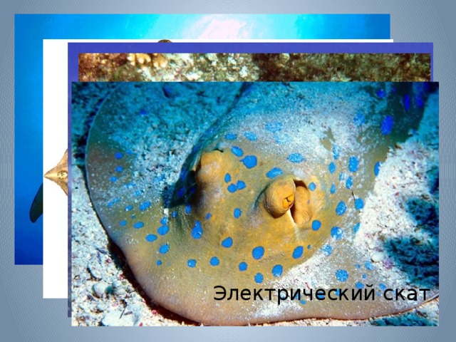 Манта Морская лисица Орляк Хвостокол Электрический скат 