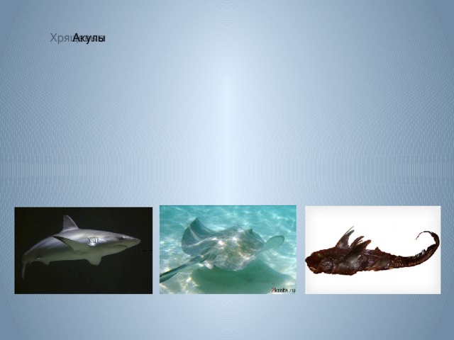 Хрящевые Акулы Хрящевые Акулы 