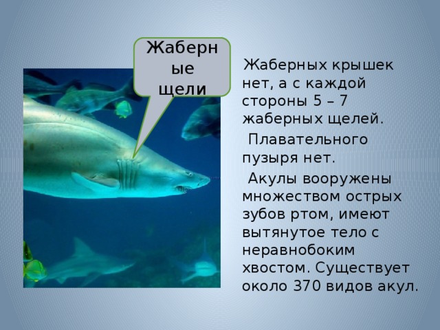 Жаберных крышек нет, а с каждой стороны 5 – 7 жаберных щелей.  Плавательного пузыря нет.  Акулы вооружены множеством острых зубов ртом, имеют вытянутое тело с неравнобоким хвостом. Существует около 370 видов акул. Жаберные щели 