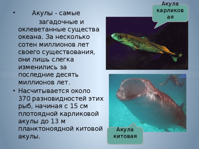 Акула карликовая  Акулы - самые  загадочные и оклеветанные существа океана. За несколько сотен миллионов лет своего существования, они лишь слегка изменились за последние десять миллионов лет. Насчитывается около 370 разновидностей этих рыб, начиная с 15 см плотоядной карликовой акулы до 13 м планктоноядной китовой акулы. Акула китовая 