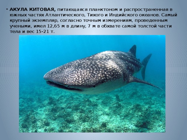  АКУЛА КИТОВАЯ, питающаяся планктоном и распространенная в южных частях Атлантического, Тихого и Индийского океанов. Самый крупный экземпляр, согласно точным измерениям, проведенным учеными, имел 12,65 м в длину, 7 м в обхвате самой толстой части тела и вес 15-21 т. 