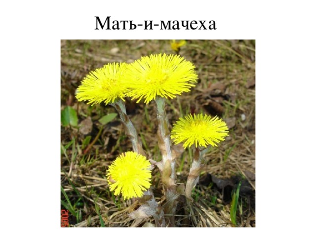 Мать-и-мачеха