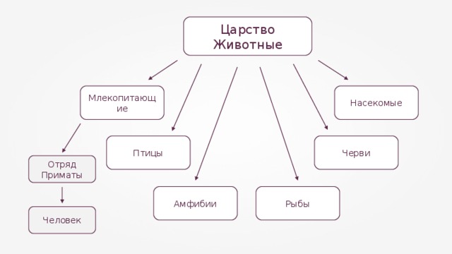 Царство Животные Насекомые Млекопитающие Черви Птицы Отряд Приматы Рыбы Амфибии Человек 