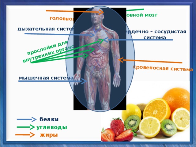 головной мозг кровеносная система прослойки для  внутренних органов головной мозг дыхательная система сердечно – сосудистая  система мышечная система белки углеводы жиры 