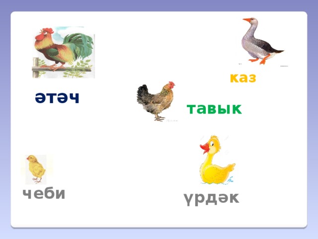 каз әтәч тавык чеби үрдәк 