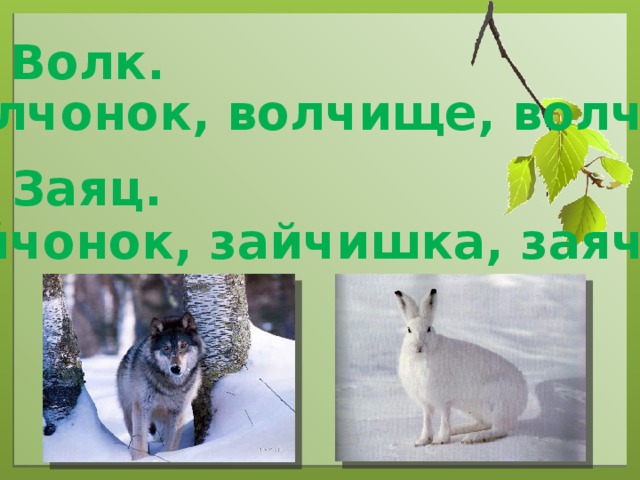 Волк. Волчонок, волчище, волчий . Заяц. Зайчонок, зайчишка, заячий.
