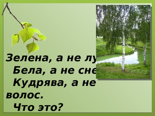 Зелена, а не луг,  Бела, а не снег,  Кудрява, а не волос.  Что это?   (Берёза.)