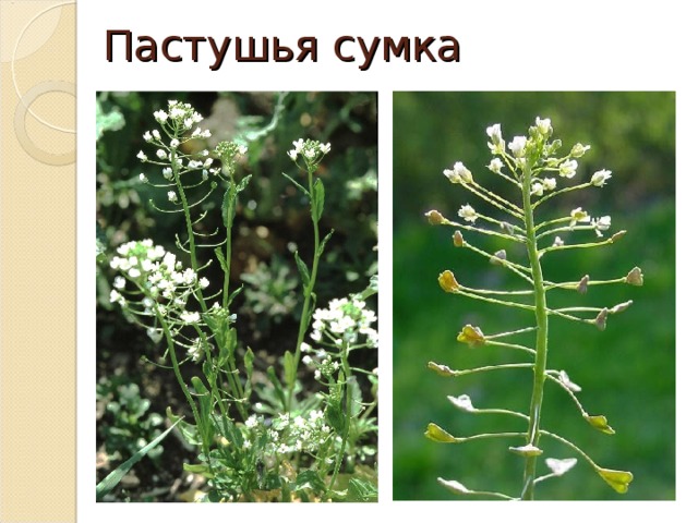 Диаграмма пастушьей сумки