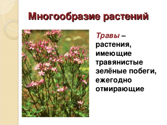 Многообразие растений Травы – растения, имеющие травянистые зелёные побеги, ежегодно отмирающие 