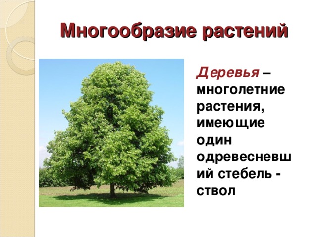 Многообразие растений Деревья – многолетние растения, имеющие один одревесневший стебель - ствол 