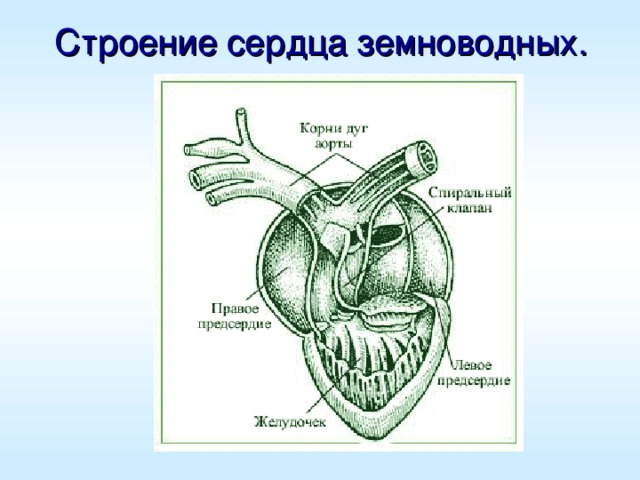 Строение сердца земноводных. 