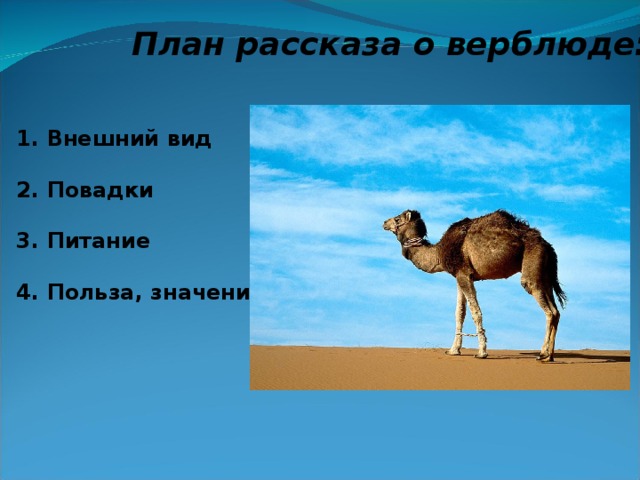 План рассказа о верблюде:   1. Внешний вид  2. Повадки  3. Питание  4. Польза, значение. 