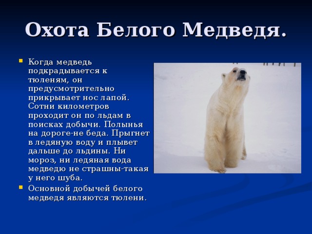 Охота Белого Медведя. Когда медведь подкрадывается к тюленям, он предусмотрительно прикрывает нос лапой. Сотни километров проходит он по льдам в поисках добычи. Полынья на дороге-не беда. Прыгнет в ледяную воду и плывет дальше до льдины. Ни мороз, ни ледяная вода медведю не страшны-такая у него шуба. Основной добычей белого медведя являются тюлени. 