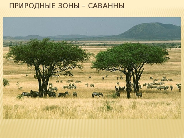 Природные зоны – саванны 