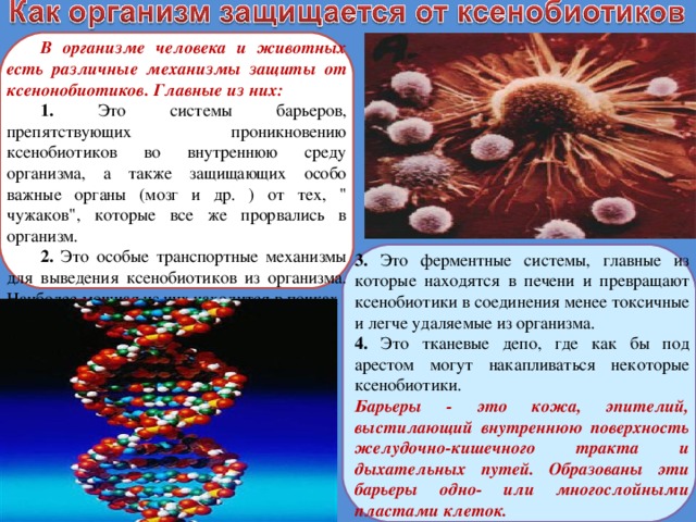 Ксенобиотики картинки для презентации