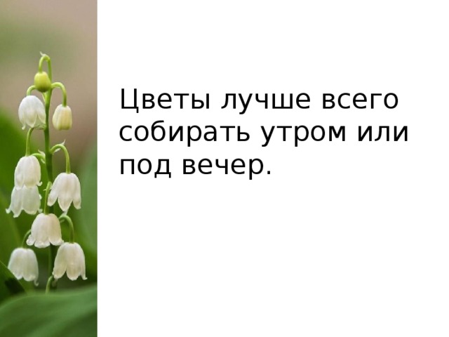 Схема предложения цветы лучше всего собирать или утром или вечером