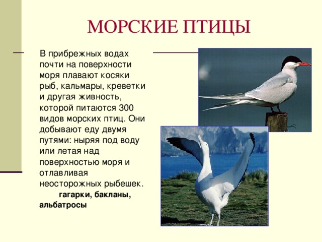 Фото и название птиц моря птицы