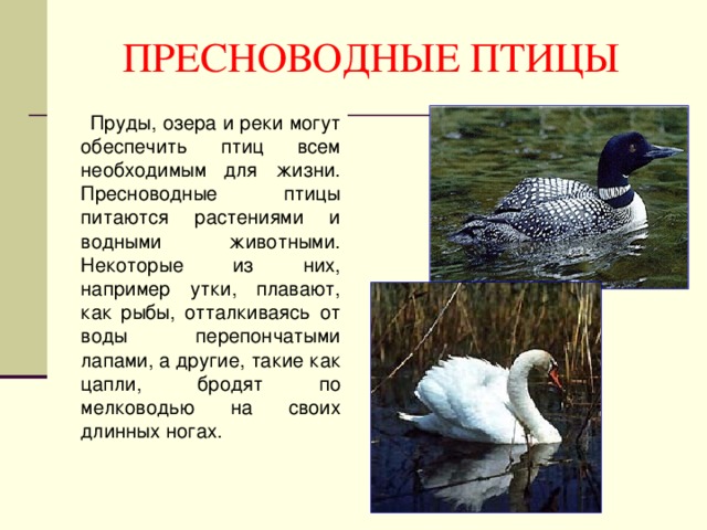 ПРЕСНОВОДНЫЕ ПТИЦЫ  Пруды, озера и реки могут обеспечить птиц всем необходимым для жизни. Пресноводные птицы питаются растениями и водными животными. Некоторые из них, например утки, плавают, как рыбы, отталкиваясь от воды перепончатыми лапами, а другие, такие как цапли, бродят по мелководью на своих длинных ногах. 