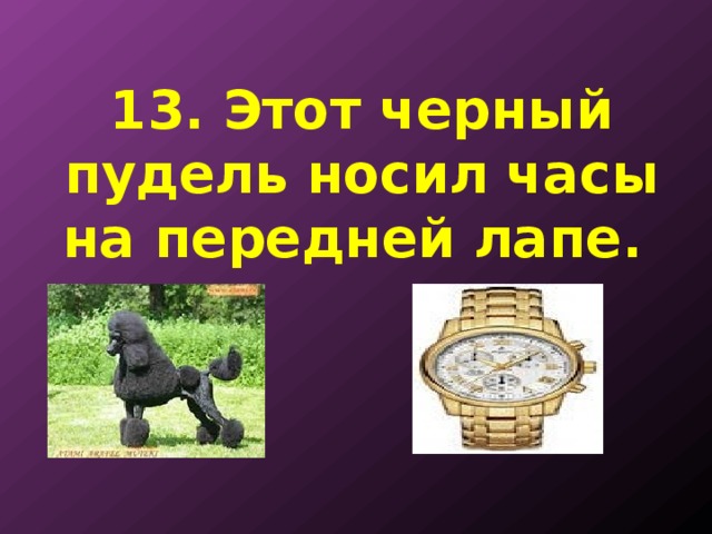 13. Этот черный пудель носил часы на передней лапе. 