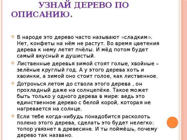  узнай дерево по описанию .   В народе это дерево часто называют «сладким». Нет, конфеты на нём не растут. Во время цветения дерева к нему летят пчёлы. И мёд потом будет самый вкусный и душистый. Лиственные деревья зимой стоят голые, хвойные – зелёные круглый год. А у этого дерева хоть и хвоинки, а зимой оно стоит голое, как лиственное. Дотронься летом до ствола этого дерева , он прохладный даже на солнцепёке. Такое может быть только у одного дерева в мире: ведь это единственное дерево с белой корой, которая не нагревается на солнце. Если тебе когда-нибудь понадобится расколоть полено этого дерева, сделать это будет нелегко: топор увязнет в древесине. И ты поймёшь, почему дерево так названо. 